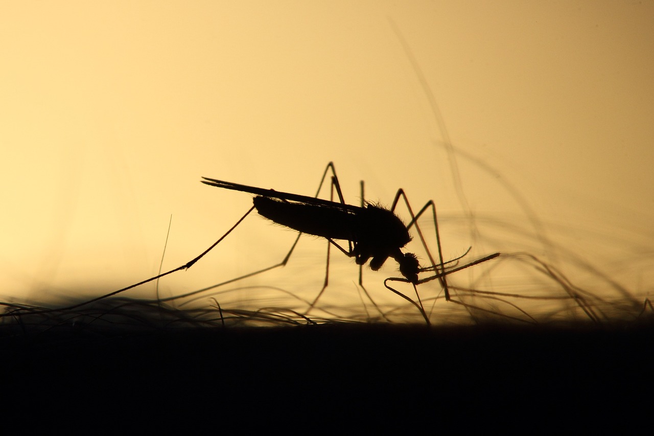 Értesítés szúnyoggyérítésről